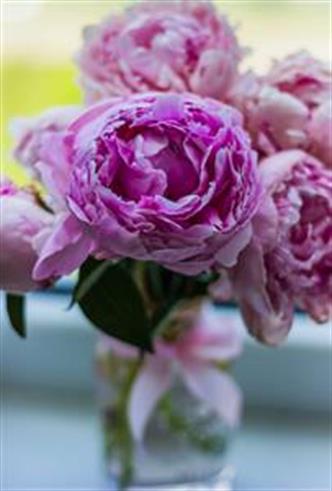 Flower Photos Flower Photos