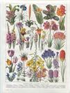 Botanical Illustrations Botanical Illustrations